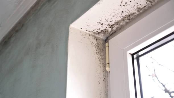 Best Commercial Mold Removal  in Wilton Manors, FL