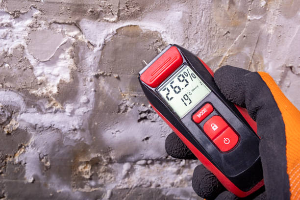 Best Fast Mold Removal  in Wilton Manors, FL