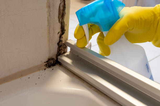 Attic Mold Removal in Wilton Manors, FL