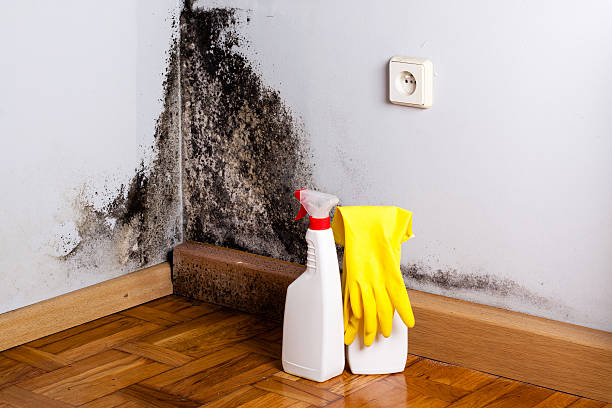 Best Attic Mold Removal  in Wilton Manors, FL