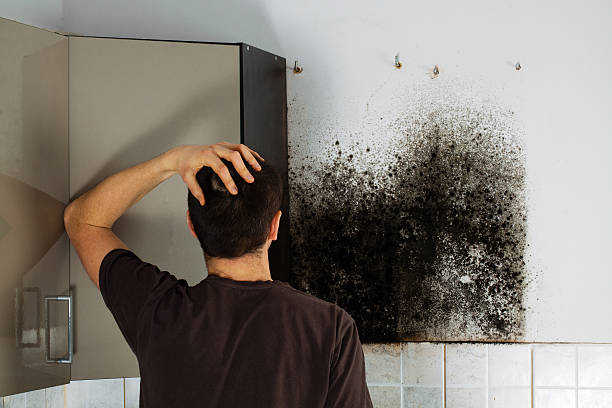 Best Emergency Mold Removal  in Wilton Manors, FL
