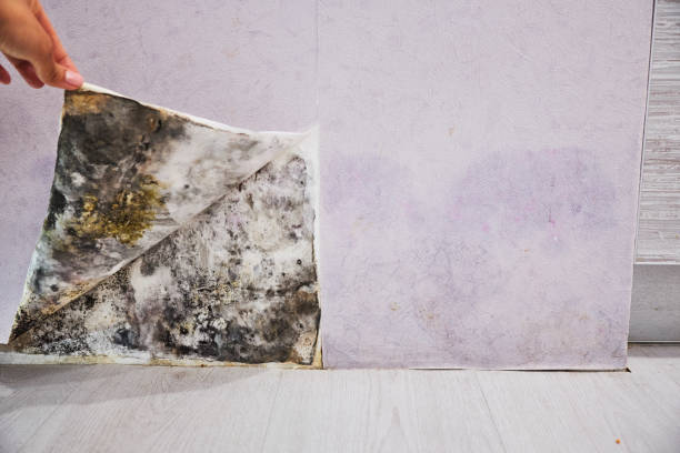 Best Professional Mold Removal  in Wilton Manors, FL